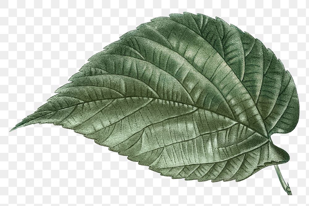 Vintage leaf png green, transparent background