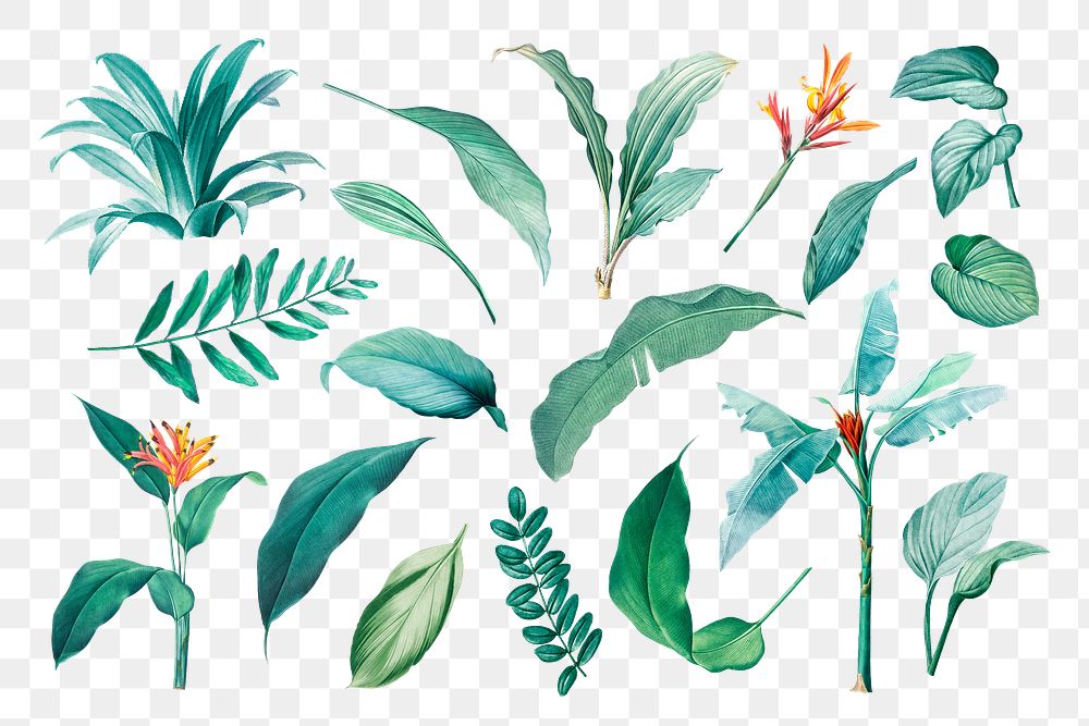 Tropical leaf png illustration set, transparent background