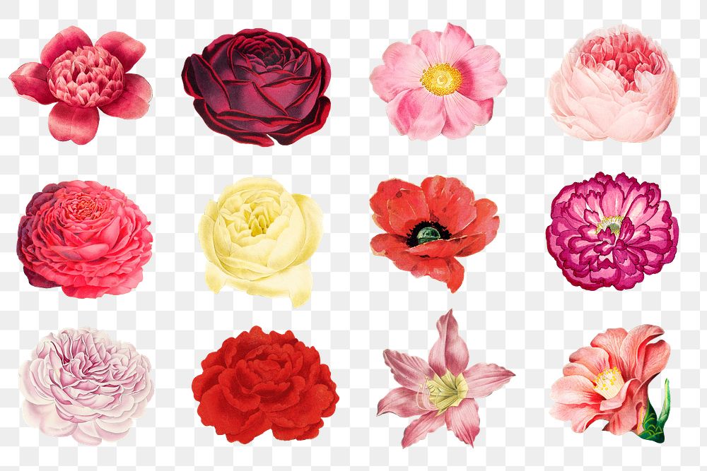 PNG pink flower set, collage element, transparent background