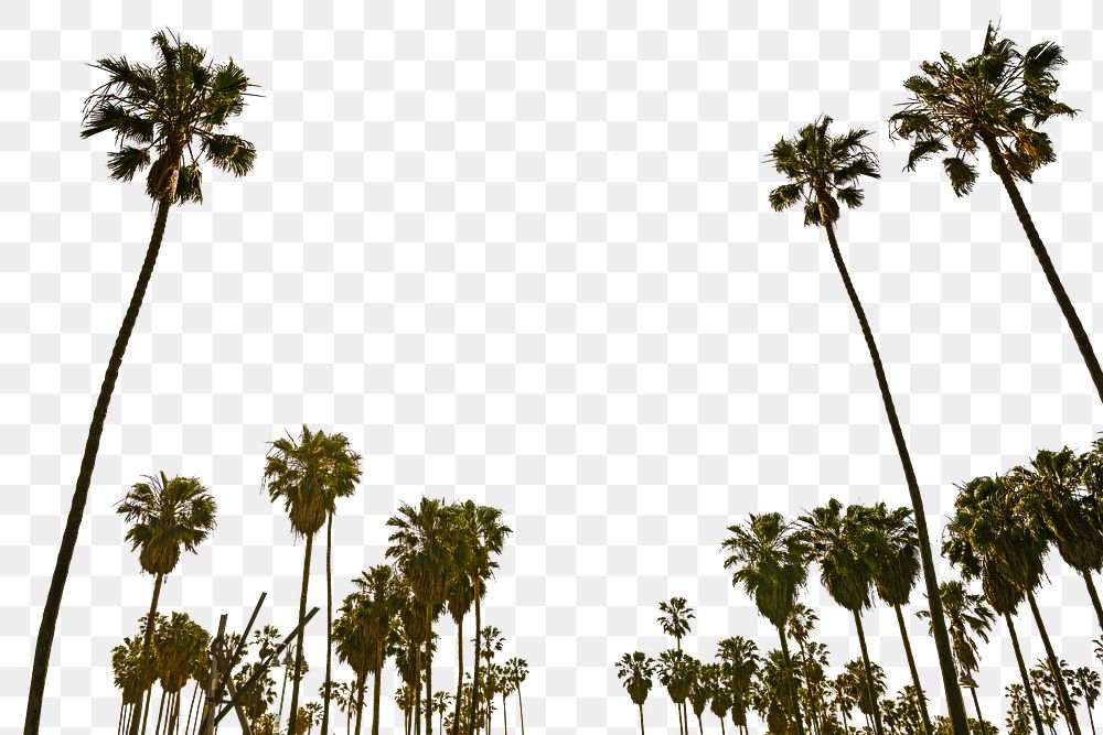 PNG Palm trees  border, transparent background