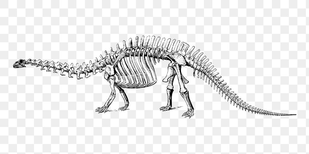 Dinosaur fossil png illustration, transparent background. Free public domain CC0 image.