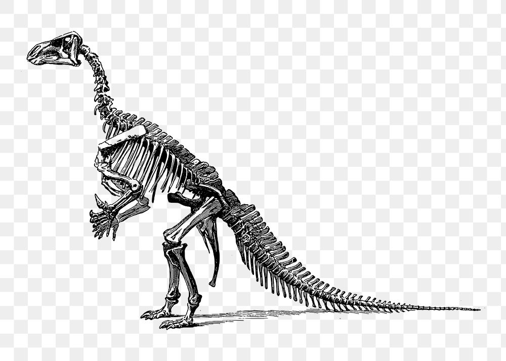 Dinosaur fossil png illustration, transparent background. Free public domain CC0 image.