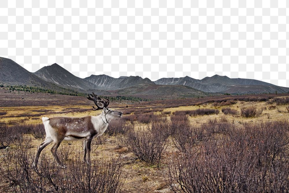 PNG Deer animal wildlife border, transparent background