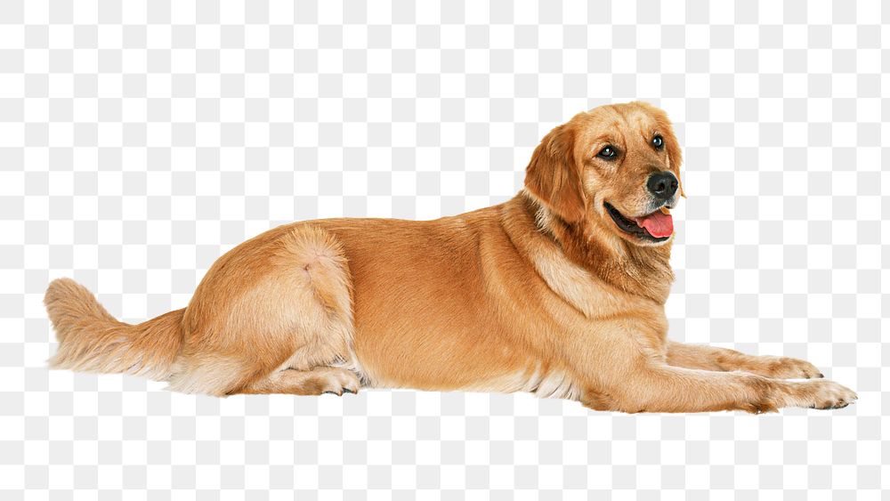 Golden retriever dog png, transparent background