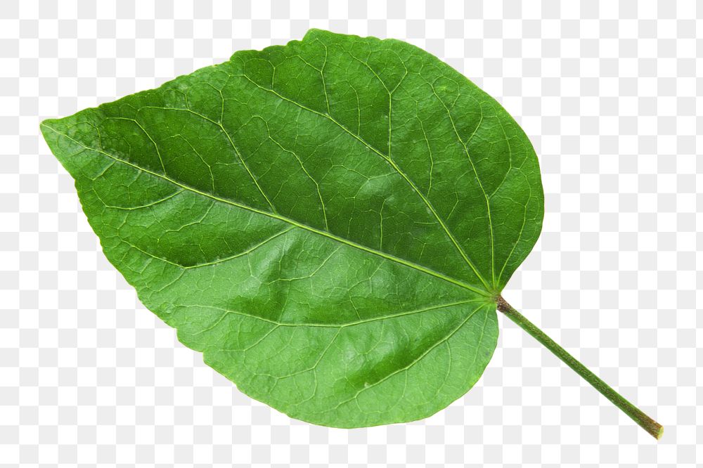 Single green leaf png, transparent background