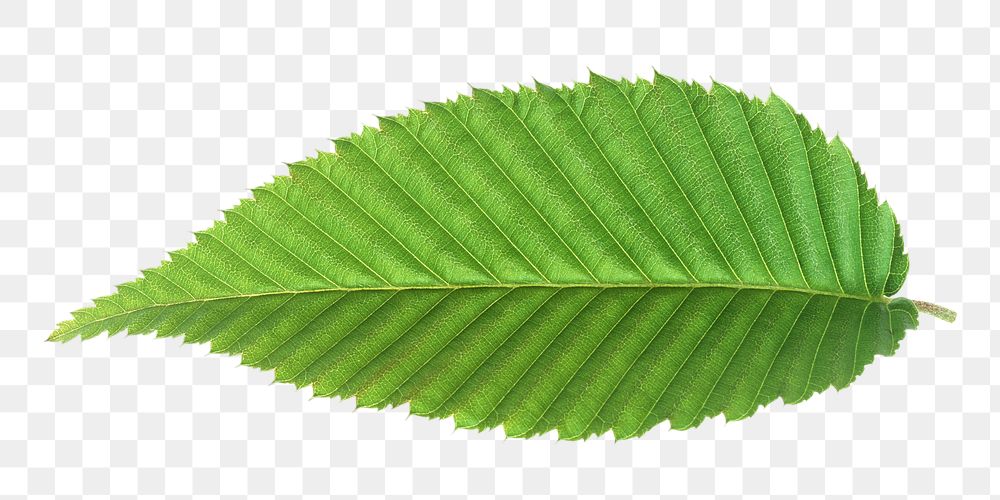 Nature png green leaf , transparent background