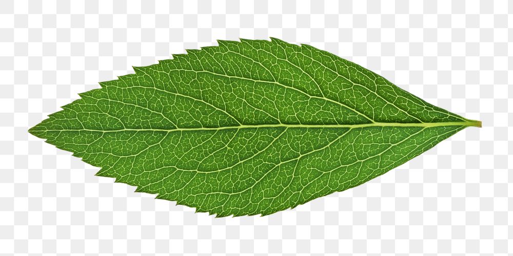 Green herbal leaf png, transparent background