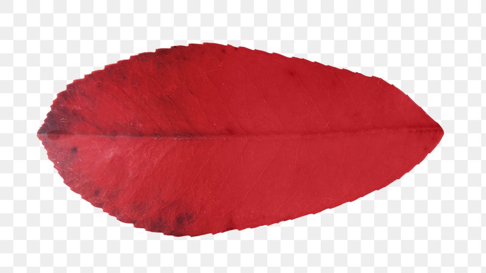 Autumn red leaf png, transparent background