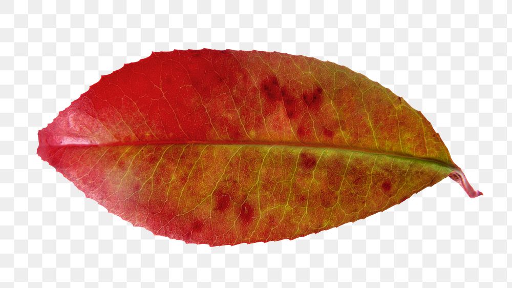 Fall red leaf png, transparent background