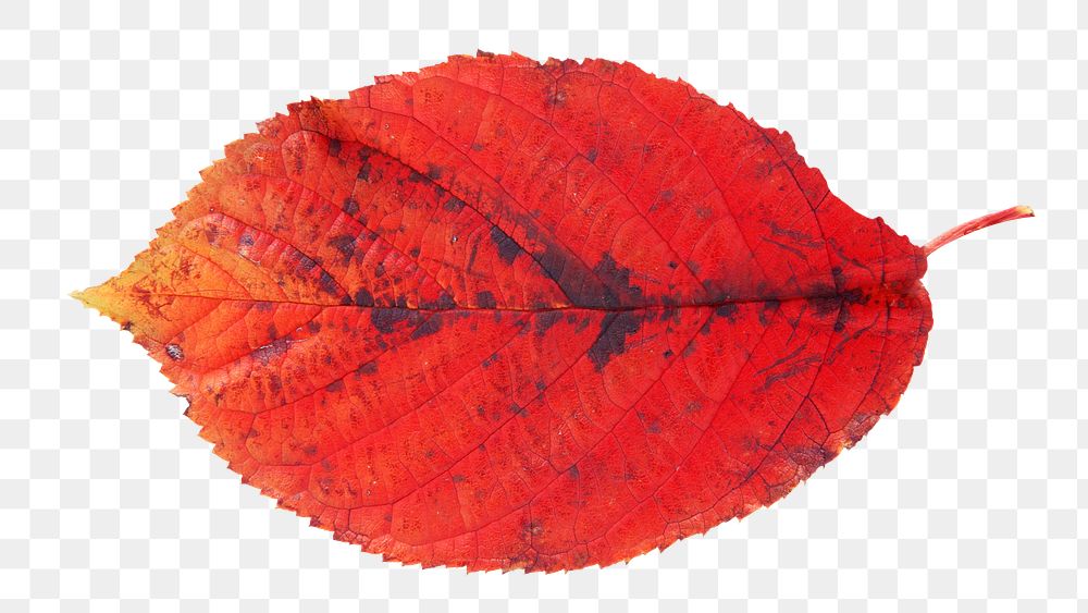 Red dry png leaf, transparent background