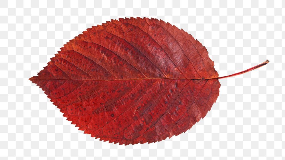 Red autumn leaf png, transparent background