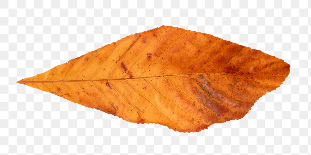 Brown png dry leaf, transparent background