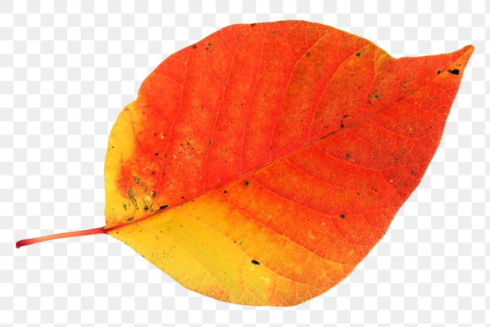 Red tree leaf png, transparent background