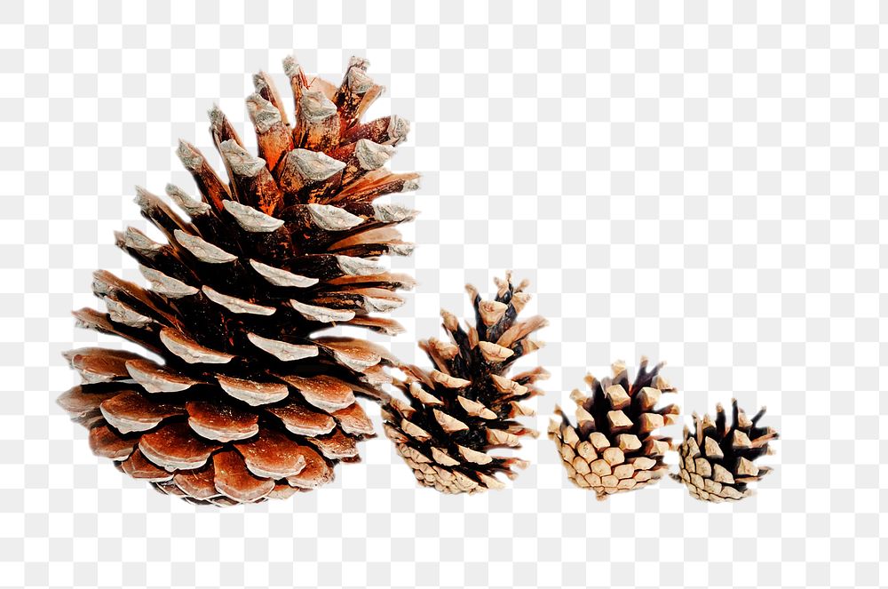 Png pine cones, isolated image, transparent background