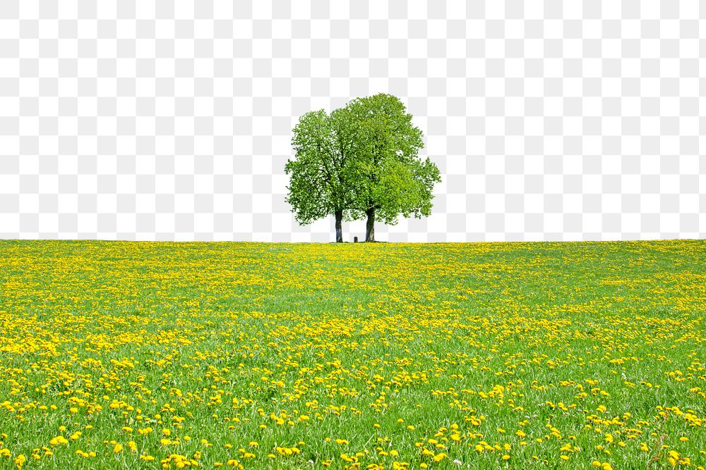 PNG Lone tree in flower field border, transparent background