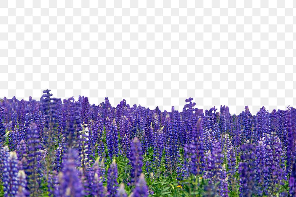 PNG Purple lupine flower field border, transparent background