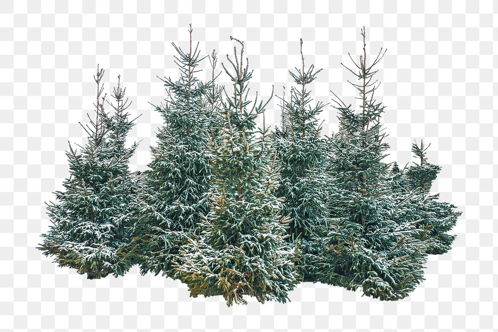 Png snowy pine tree, isolated image, transparent background