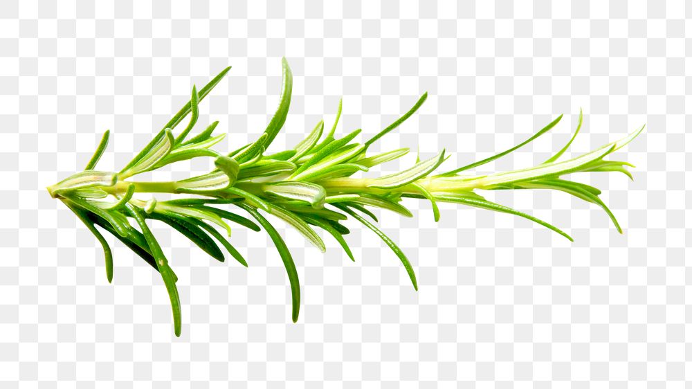 Cooking rosemary herbs png, transparent background