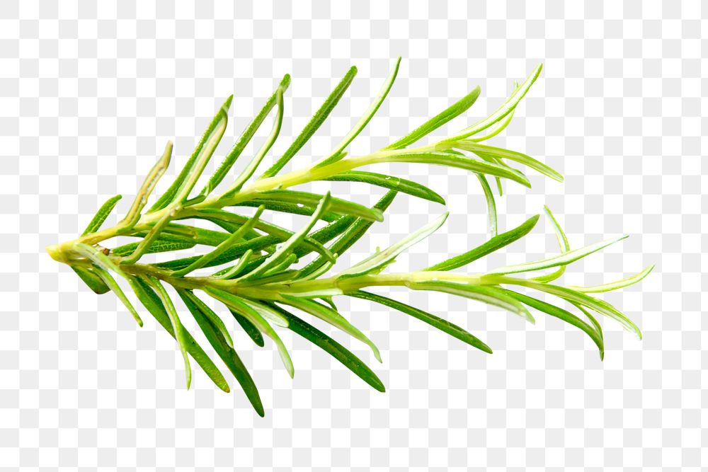 Fresh rosemary herbs png, transparent background