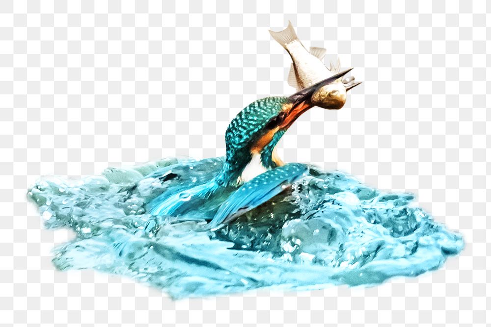 Fishing kingfisher png, transparent background