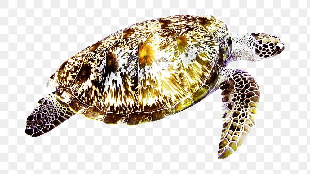 Sea turtle png, design element, transparent background