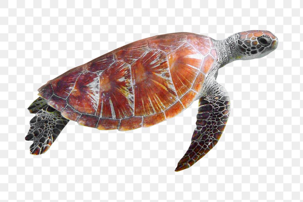 Sea turtle png collage element, transparent background