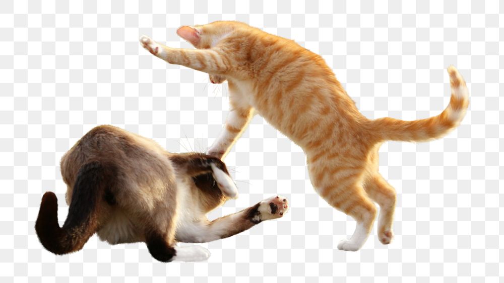 Two Cats PNG Images With Transparent Background