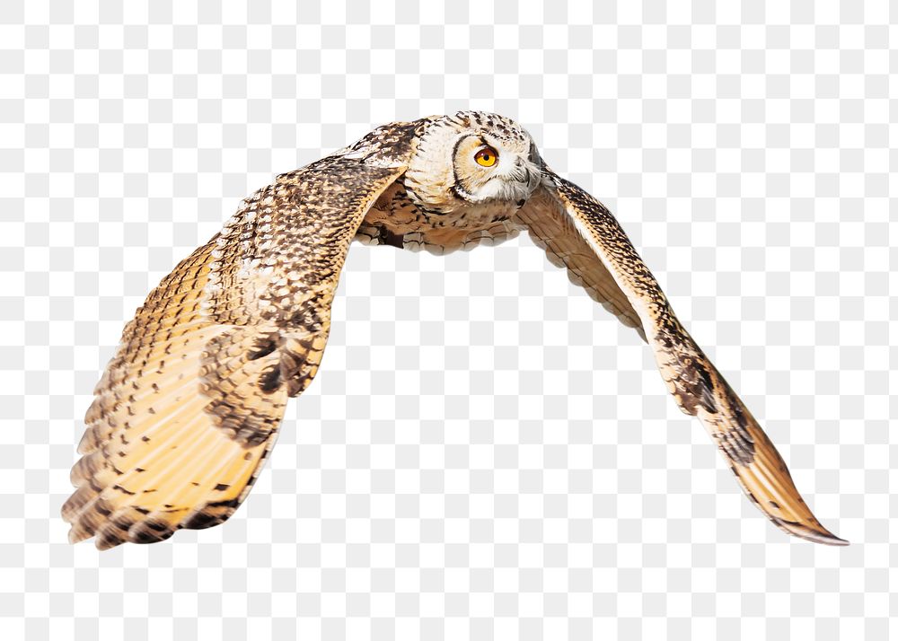 Owl flying png, transparent background