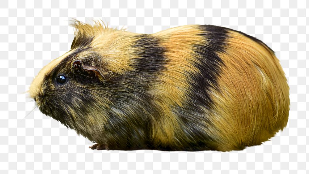 Guinea pig png collage element, transparent background