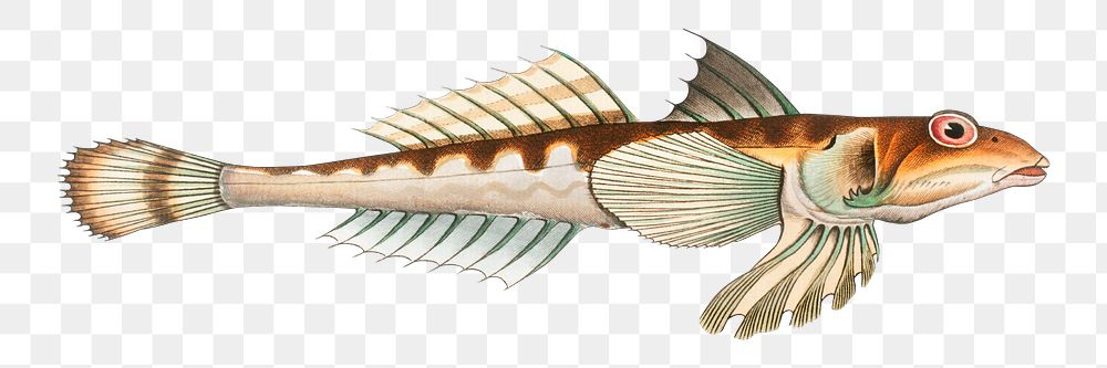 Png fish vintage illustration, transparent background