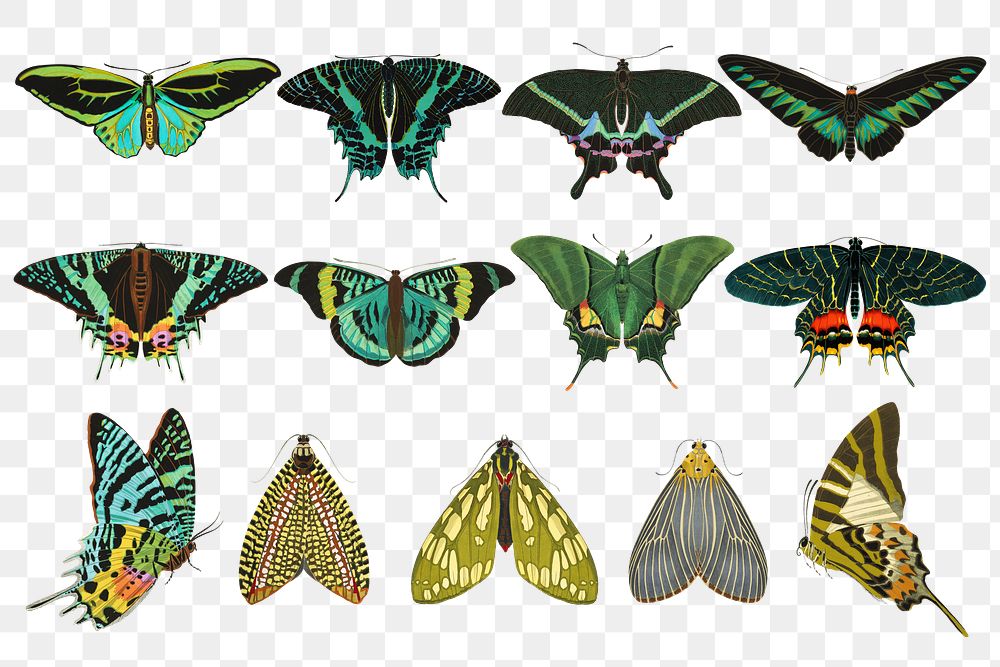 Green butterfly png sticker, vintage insect illustration set, transparent background. Remixed from the artwork of E.A. Séguy.