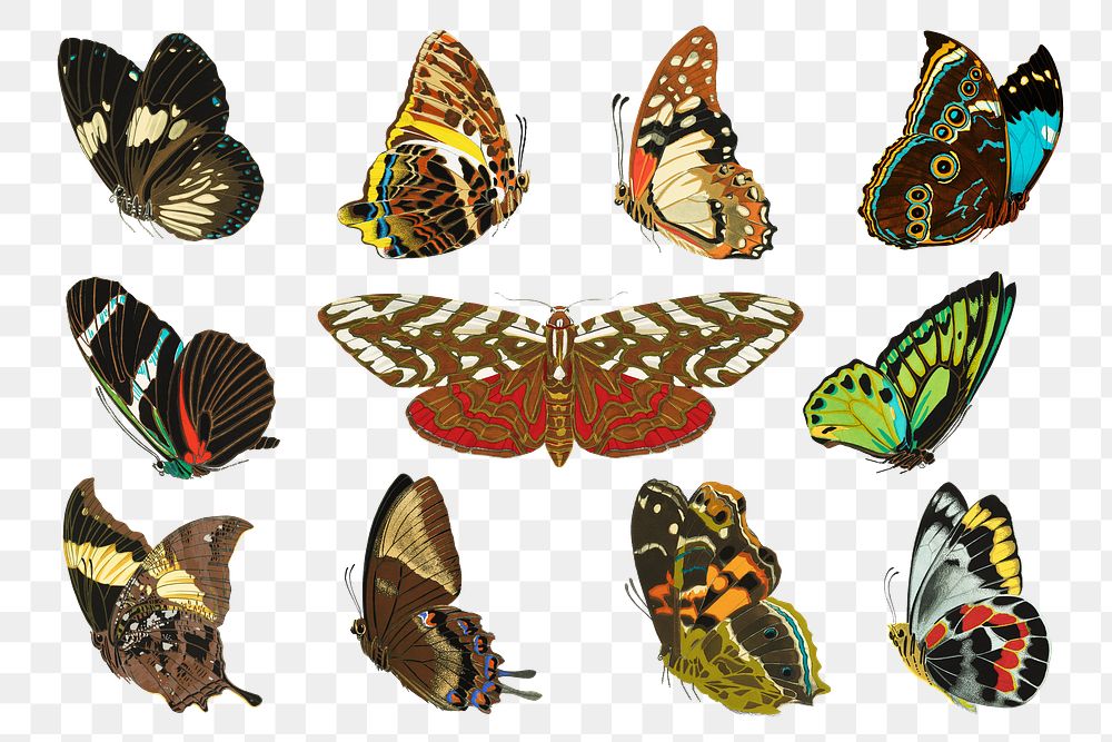 E.A. Séguy's butterfly png sticker, vintage insect illustration set, transparent background. Remixed by rawpixel.