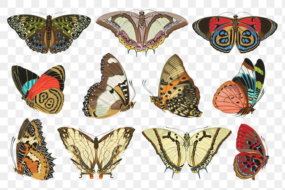 E.A. S&eacute;guy's butterfly png sticker, vintage insect illustration set, transparent background. Remixed by rawpixel.