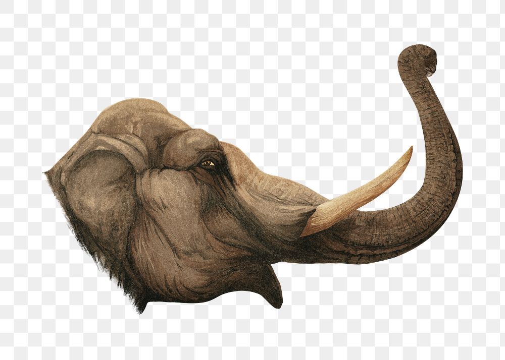 Elephant head png, vintage animal illustration by Charles Maurice Detmold on transparent background. Remixed by rawpixel.