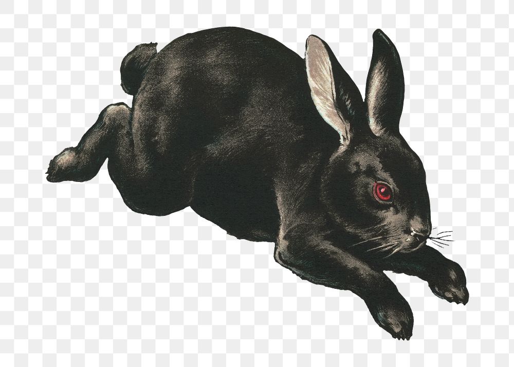 Rabbit png, vintage animal illustration, transparent background. Remixed by rawpixel.