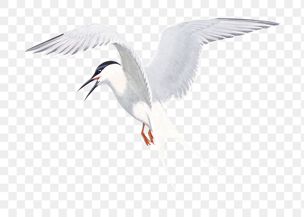 Vintage tern png bird, transparent background. Remixed by rawpixel. 