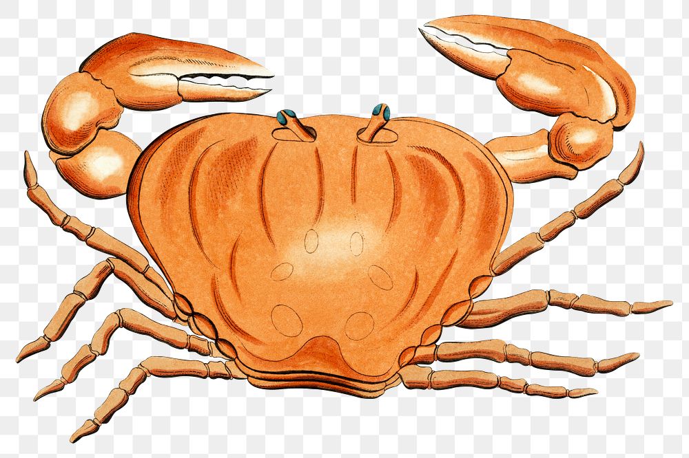Vintage crab png, transparent background. Remixed by rawpixel. 