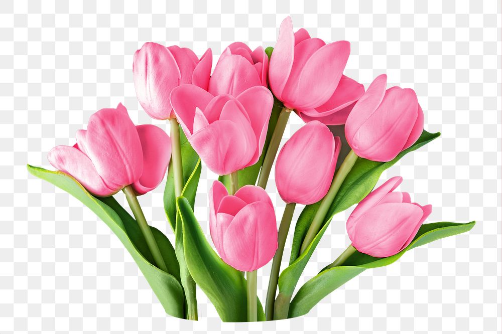 Pink tulip png bouquet, transparent background