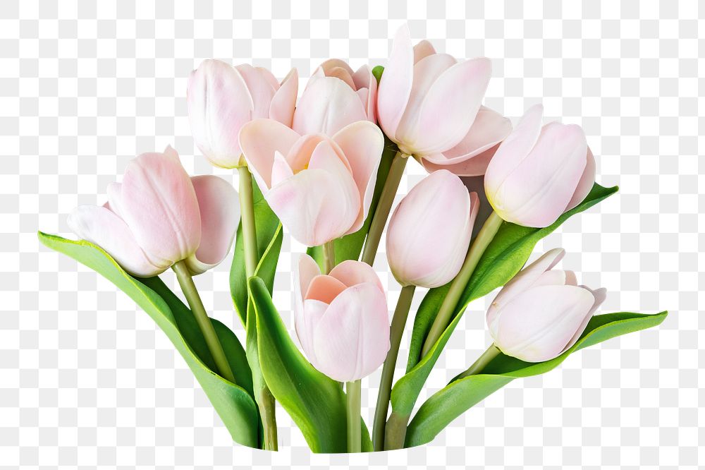 White tulip png bouquet, transparent background