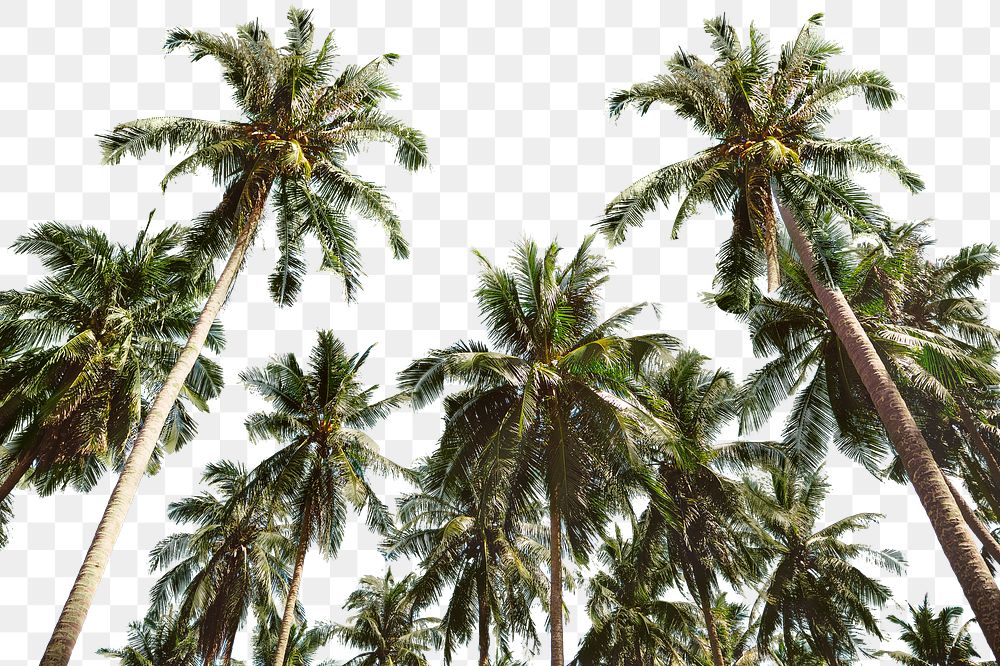 PNG Palm trees in summer border, transparent background