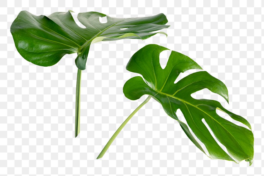 PNG Split leaf monstera plant, collage element, transparent background