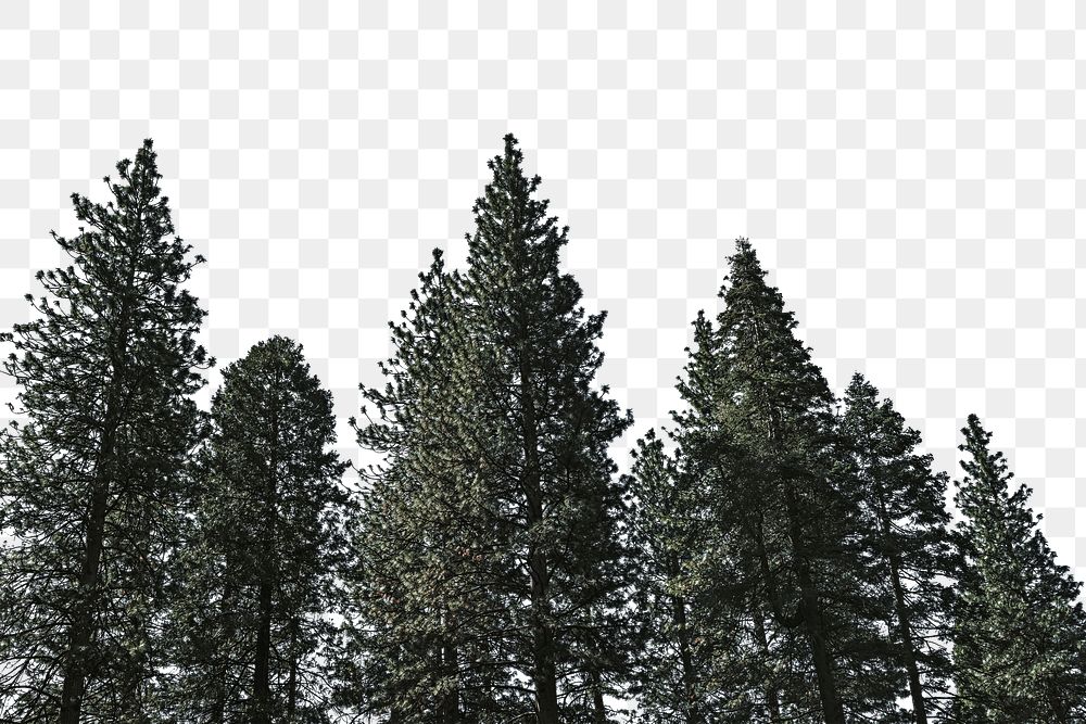 PNG Pine trees border, transparent background