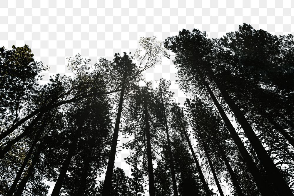 PNG Tree tops border collage element, transparent background