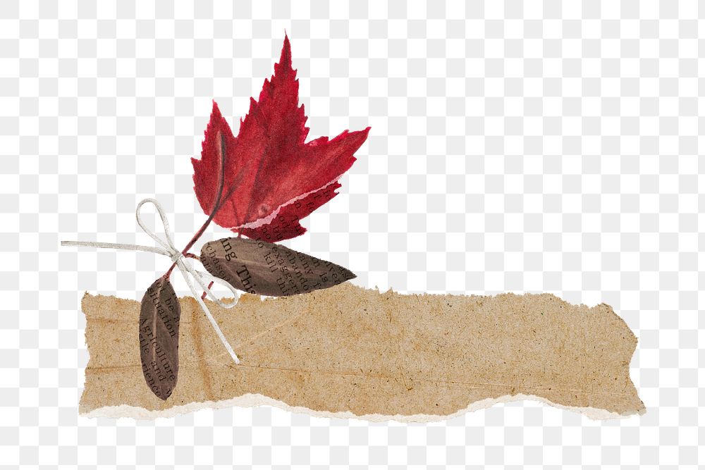 Maple leaf ripped paper  png sticker, transparent background