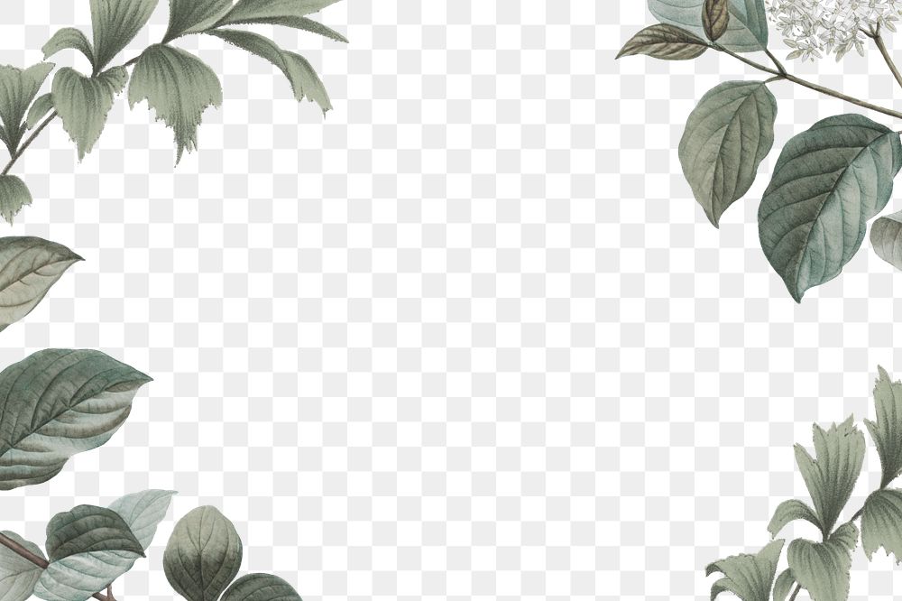 Vintage leaf png frame, transparent background