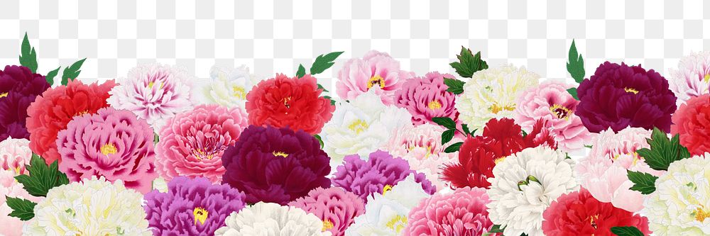 Colorful carnation png botanical border, transparent background