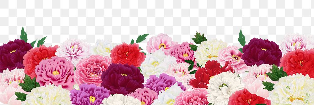 Spring carnation png flowers border, transparent background