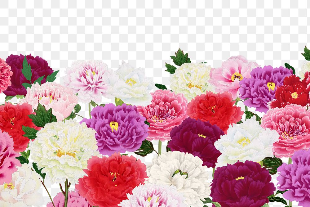 Colorful carnation png botanical border, transparent background