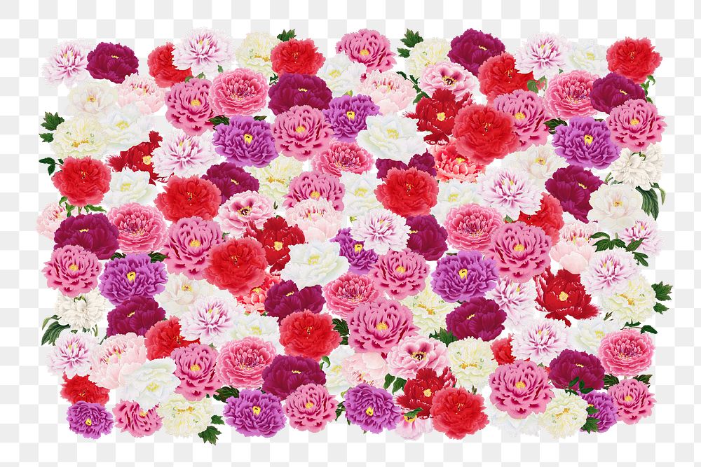 Colorful pink carnation png flower, botanical collage art on transparent background
