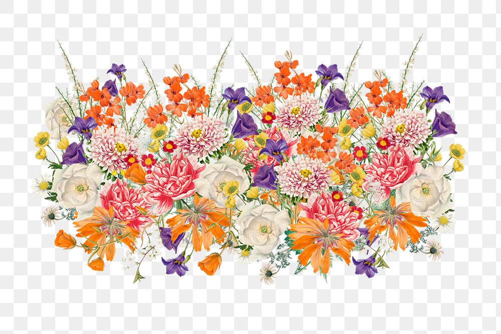 Wedding flower png divider, colorful botanical illustration, transparent background